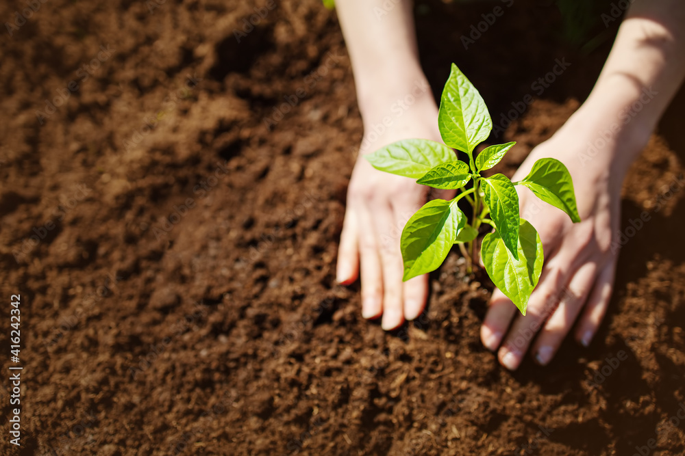 Human hands taking care of a seedling in the soil