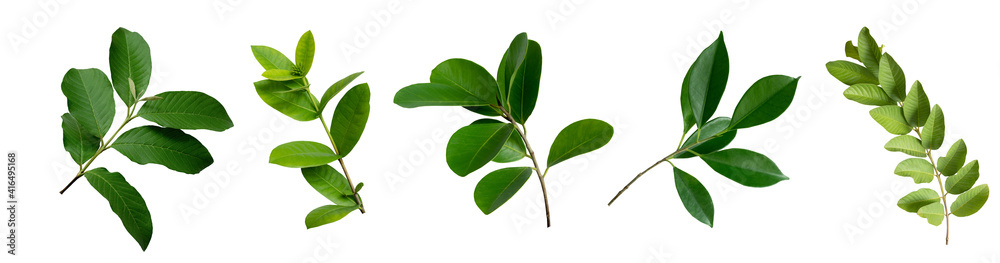 一套白色背景的绿色季风棕榈香蕉和热带植物叶子，用于设计元素，F