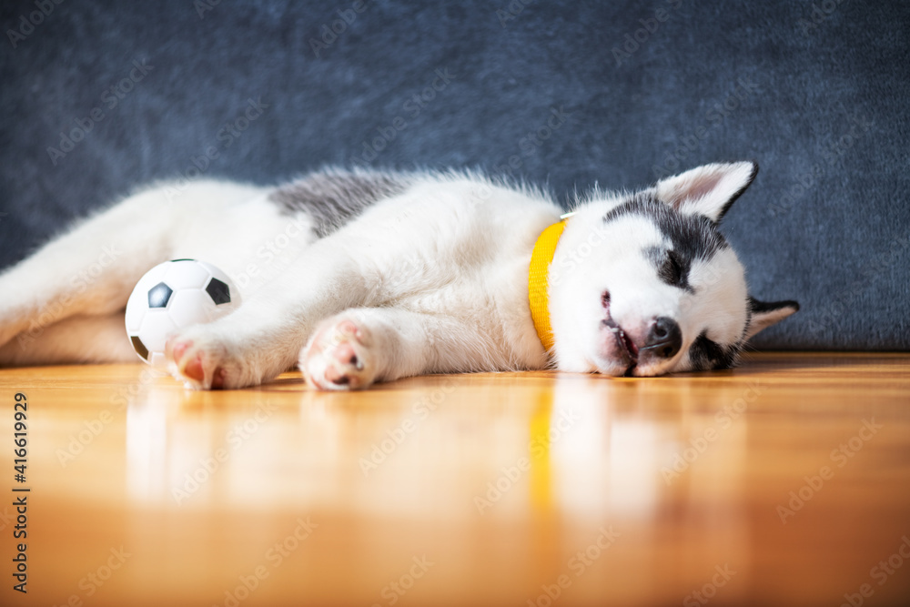 A small white dog puppy breed siberian husky with beautiful blue eyes lays on wooden floor with ball