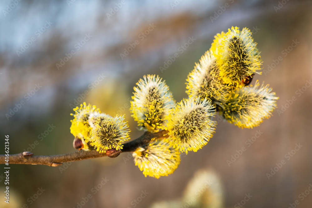 柳枝上年轻蓬松的黄色花蕾。自然微距摄影