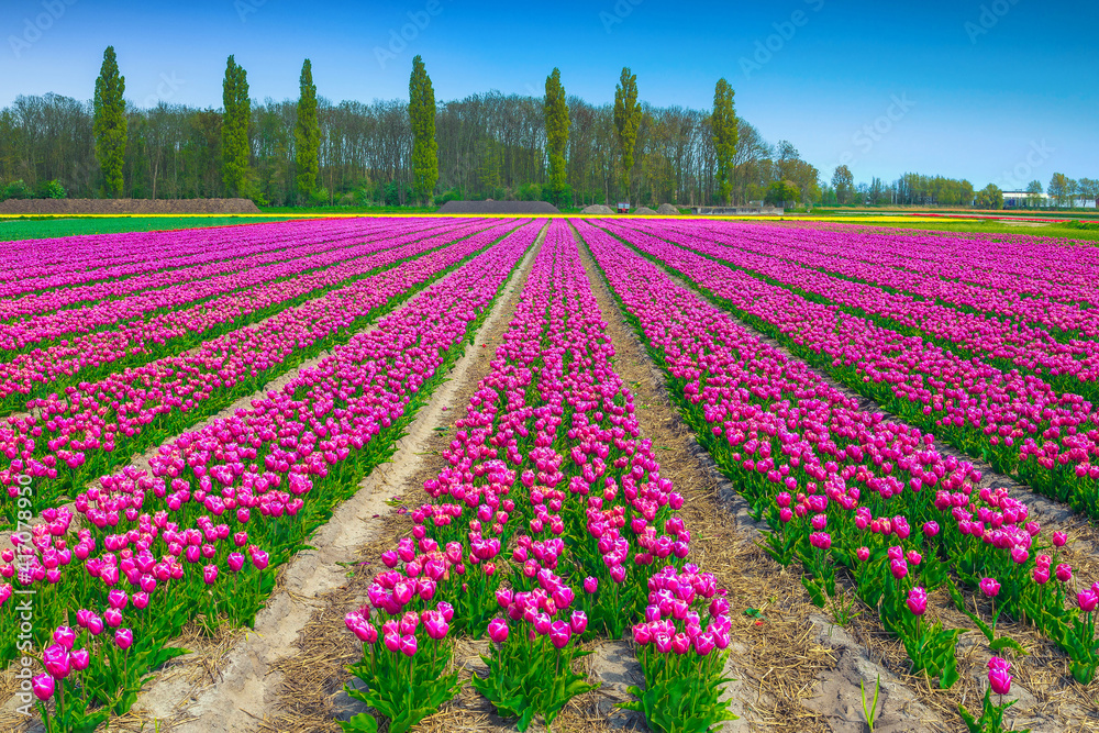 荷兰色彩斑斓的郁金香田，令人赞叹的绚丽景色
