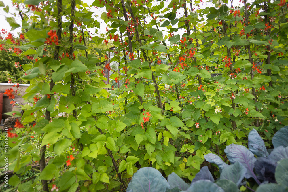 菜豆（Phaseolus coccineus）的红白花朵在自家庭院的绿色植物上绽放