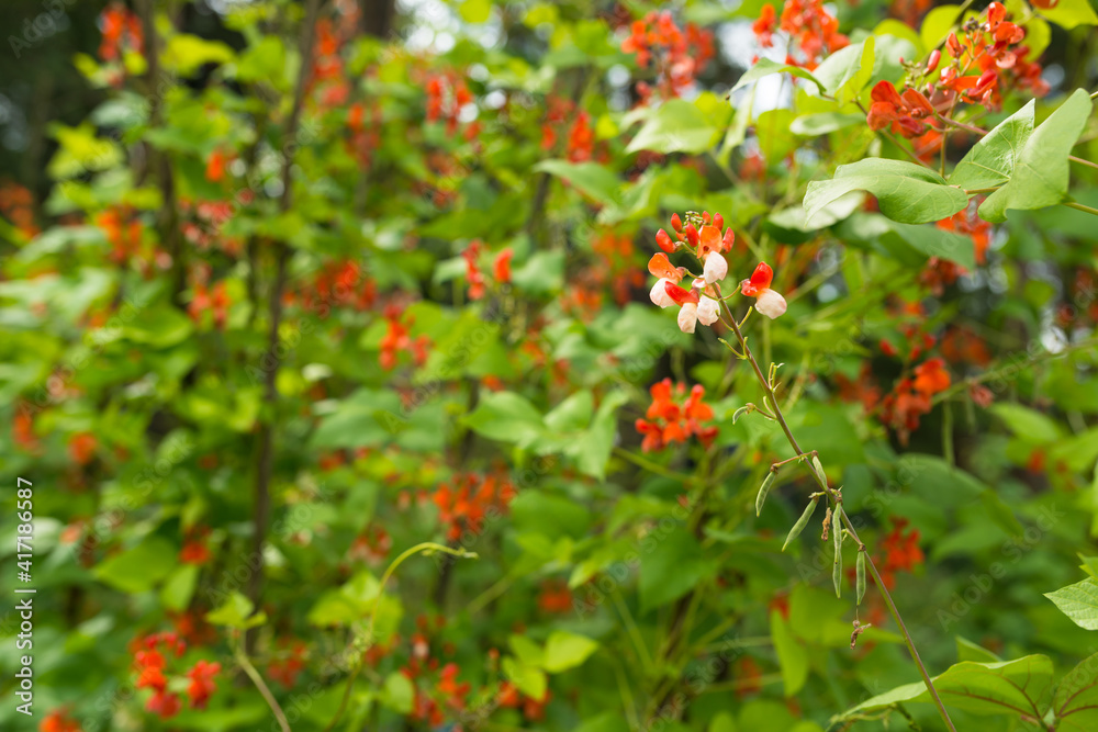 Detail of red and white flowers of kidney bean (Phaseolus coccineus) blooming on green plants in hom