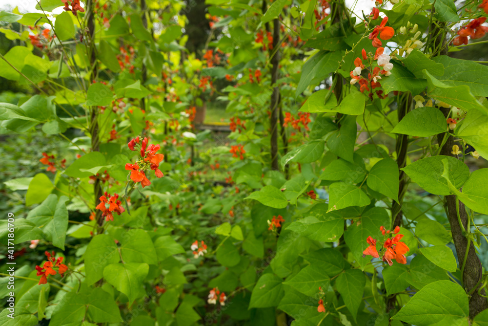 湖南菜豆（Phaseolus coccineus）开在绿色植物上的红白花细节