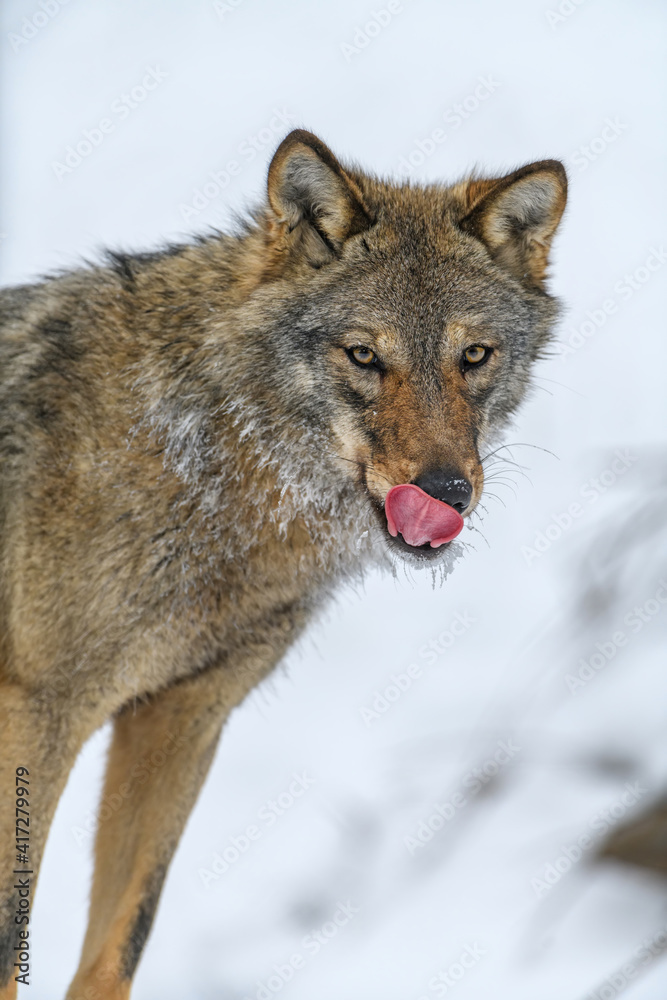 Close up portrait wolf in winter forest background