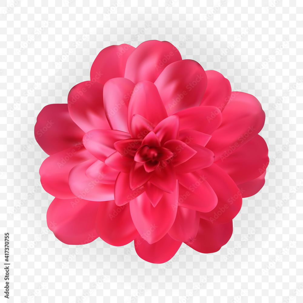 在透明背景下绽放的五颜六色的自然主义粉红色山茶花。矢量插图