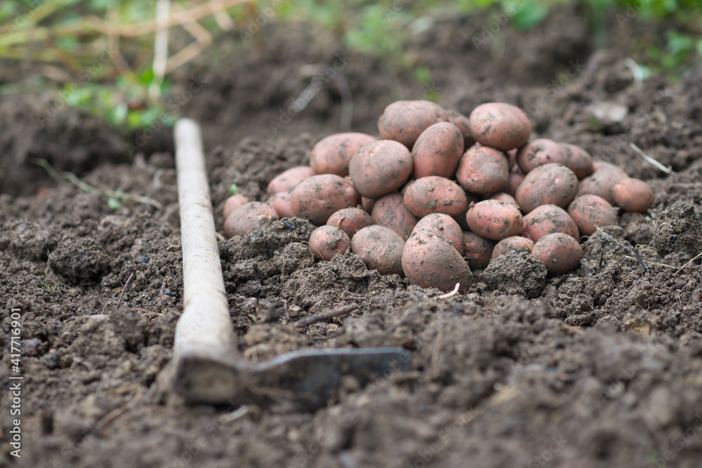 一堆新收获的土豆——地上的茄块茎。从中收获土豆根