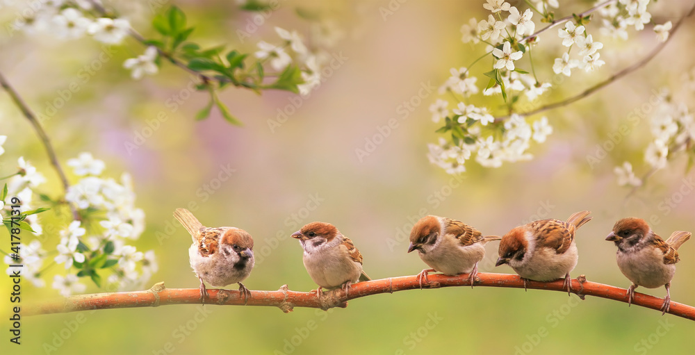 鸟儿和小麻雀，它们坐在春天阳光明媚的樱花树枝上，绽放着白色的花朵
