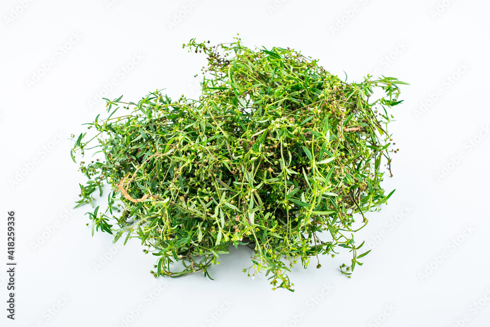 Fresh Chinese Herbal Medicine Snake Grass