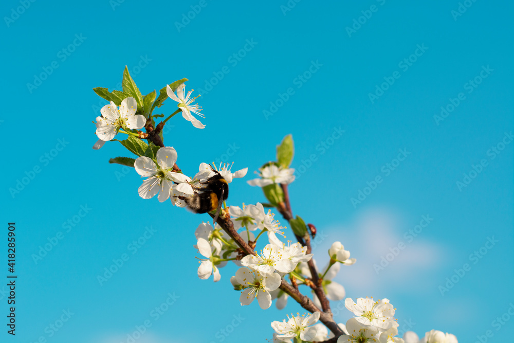 大黄蜂在美丽的蓝天下从盛开的苹果树上采集花粉。春天开花了