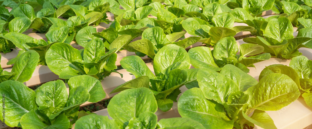 水培农场智能温室垂直植物中的蔬菜为背景，有机新鲜