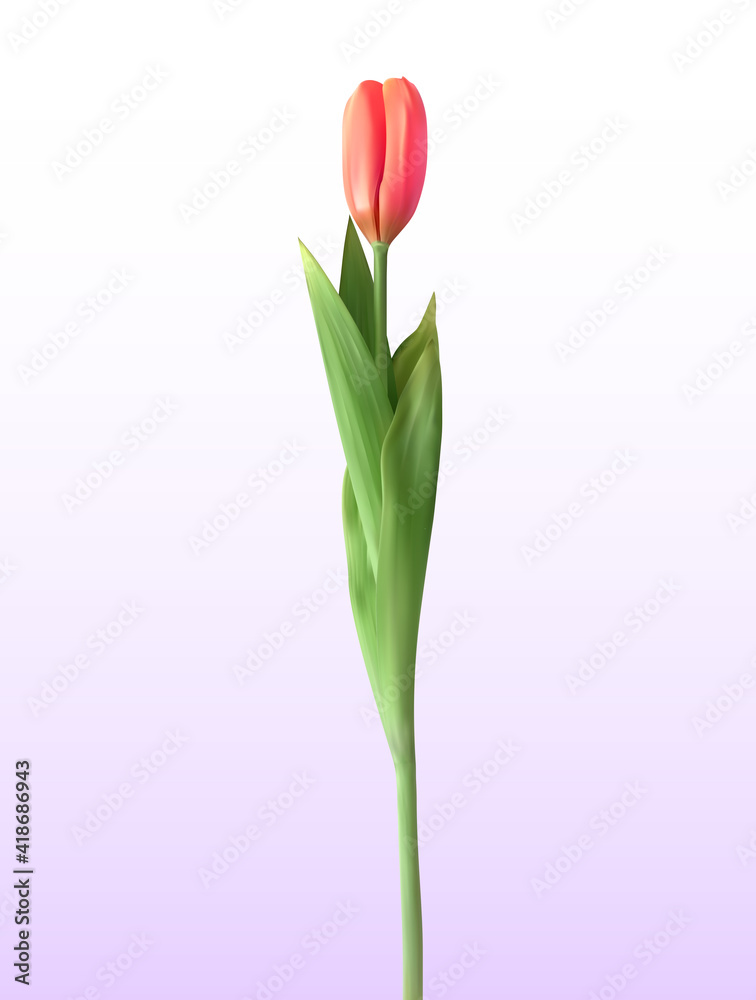 白色背景下盛开的红色郁金香的自然主义3D视图。矢量插图