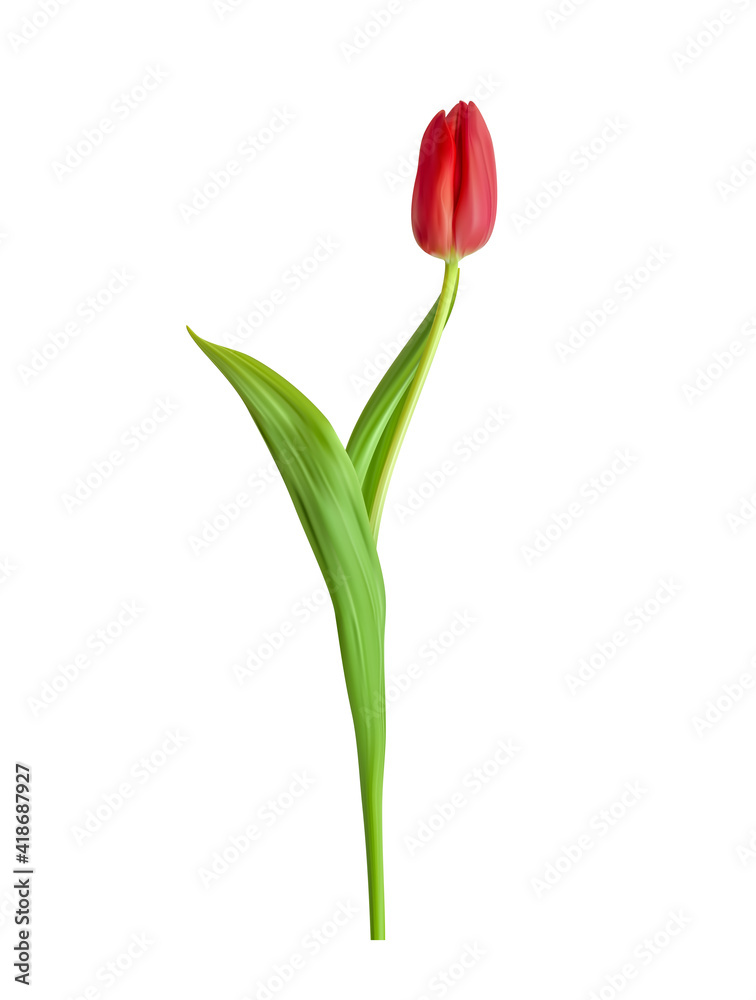 红色郁金香的自然3D视图，白底绿叶。矢量插图