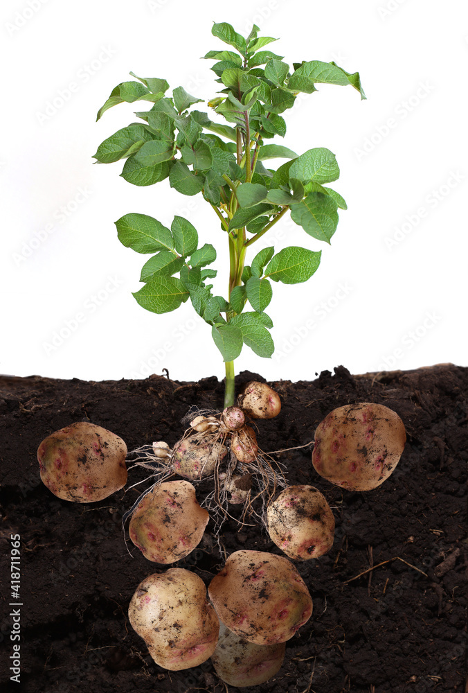 土豆蔬菜，地里有块茎和叶子。