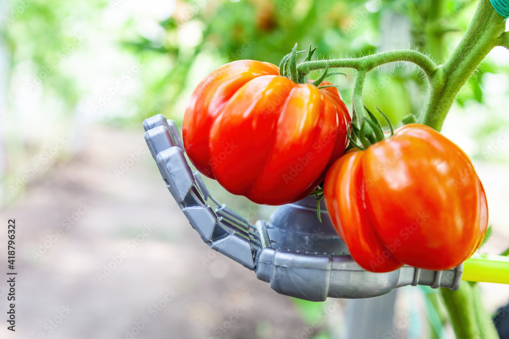 Smart robot farmer harvesting tomatoes in greenhouse, agriculture futuristic concept