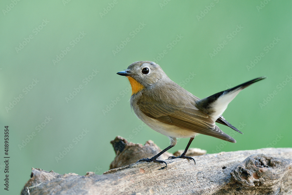 可爱的棕色鸟，橙色下巴，尾巴摆动，站在木头上，针叶林捕蝇草