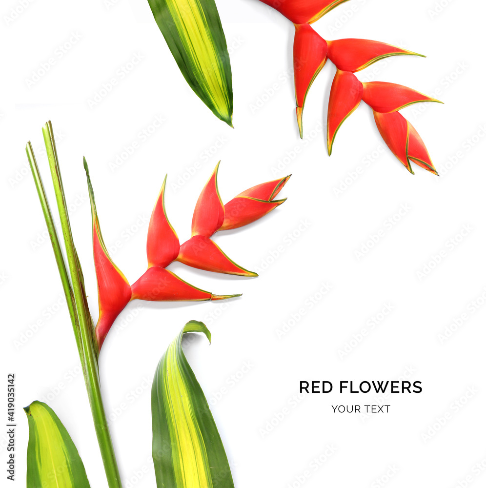 由红色花朵隔离在白色背景上制成的创意布局。平躺。花朵概念。