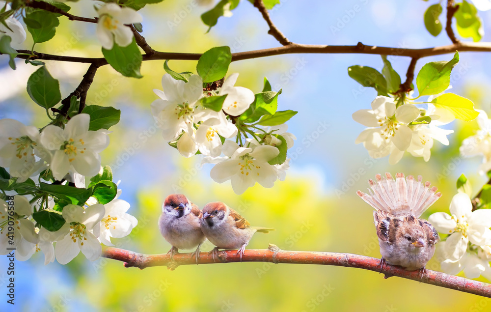 有趣的小鸟和小鸡麻雀坐在阳光明媚的花园里的树枝上，展开羽毛