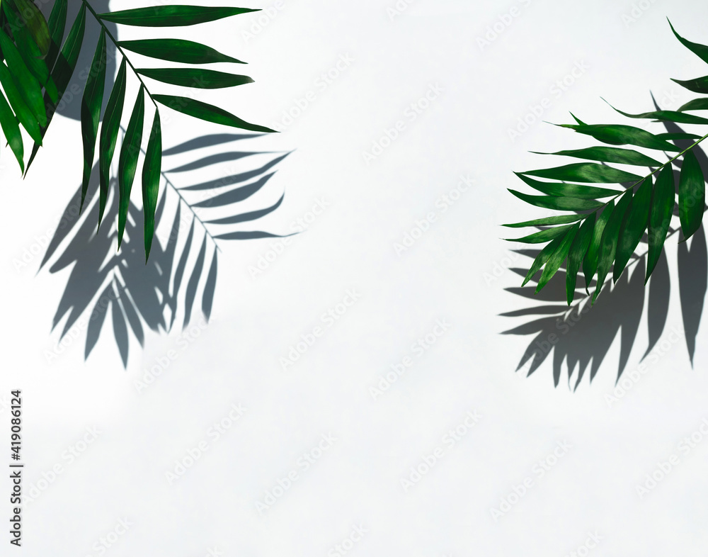 空场景产品。白色背景上的绿色热带树叶阴影。简约的夏季概念。