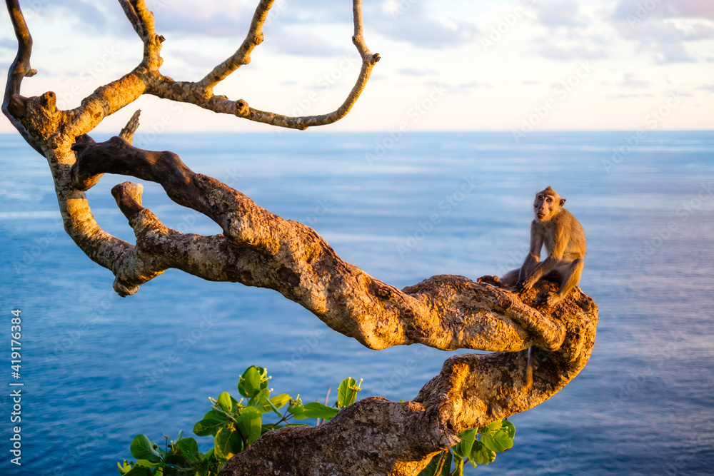 树上的猴子。野外的动物。日落时的风景。巴尔省努萨佩尼达的克灵金海滩
