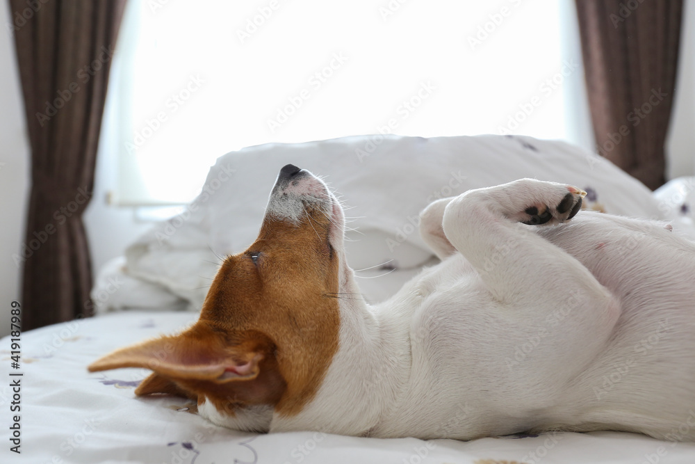 可爱的杰克罗素小狗，大耳朵睡在床上，白色床单。可爱的小狗