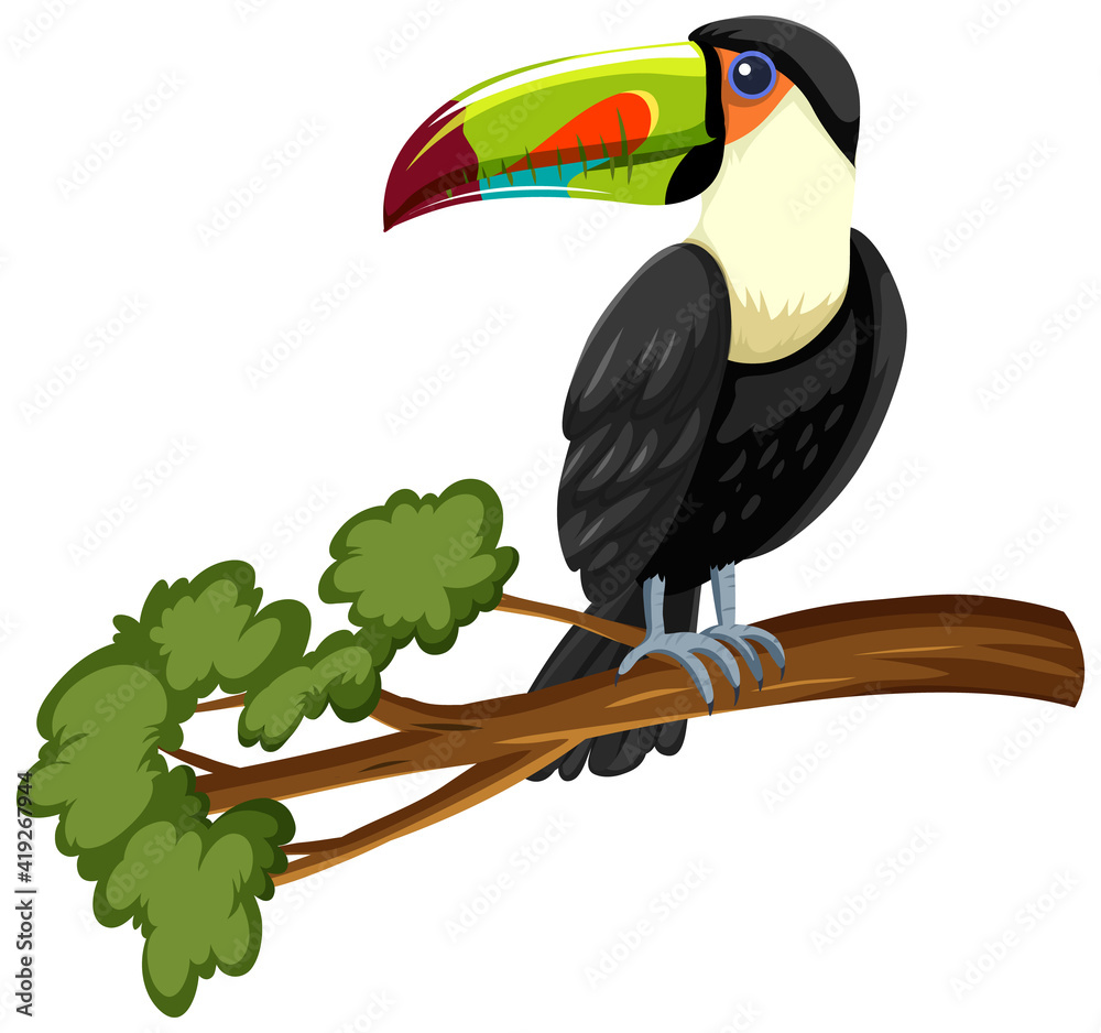 白底隔离树枝上的Toucan鸟
