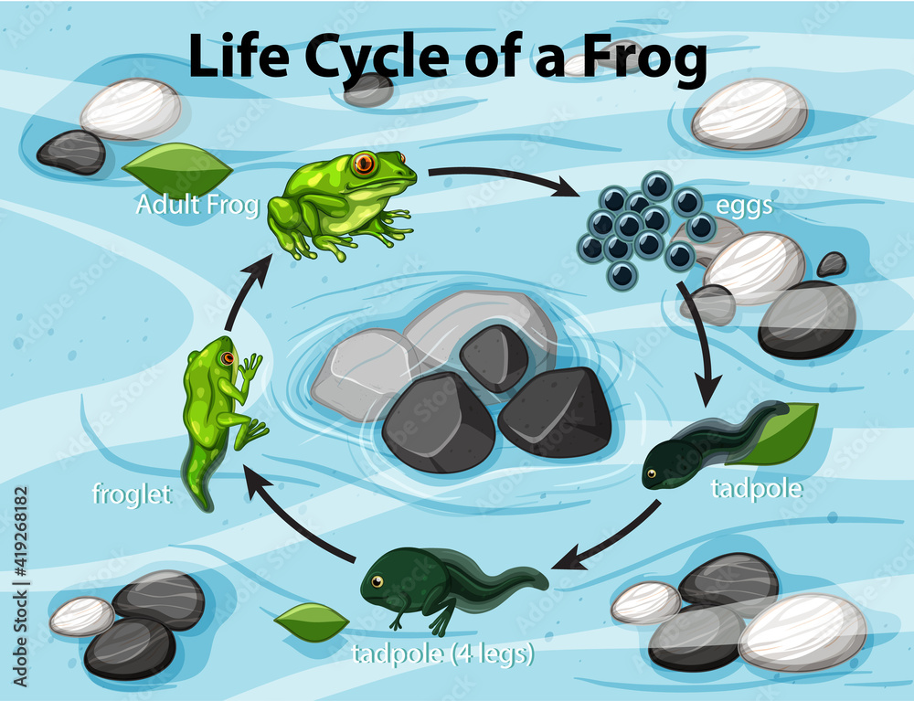 Diagram showing frog life cycle