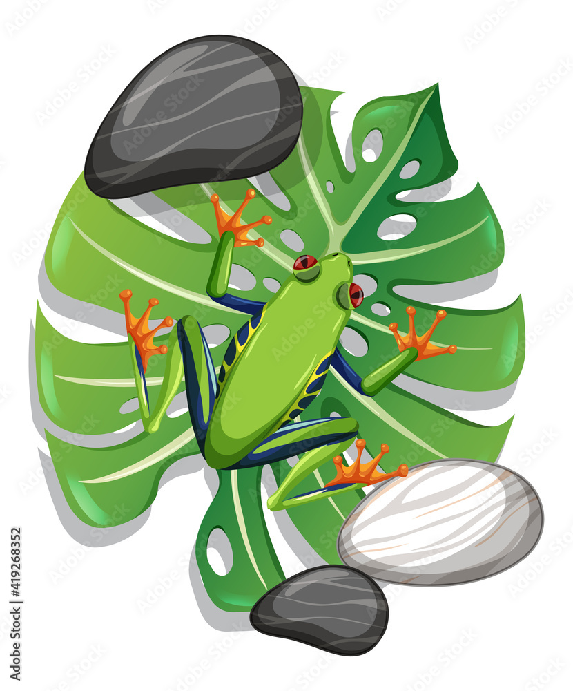 一只绿蛙在被隔离的梦蝶树叶上的俯视图