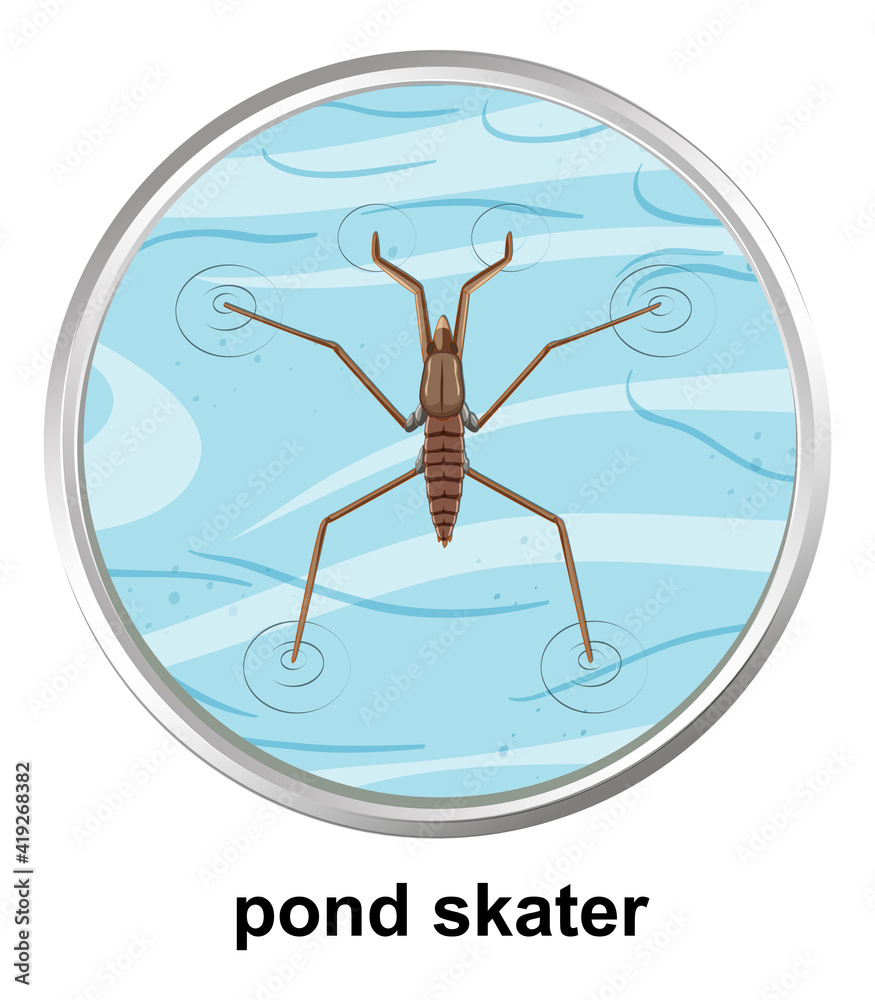池上滑冰运动员俯视图
