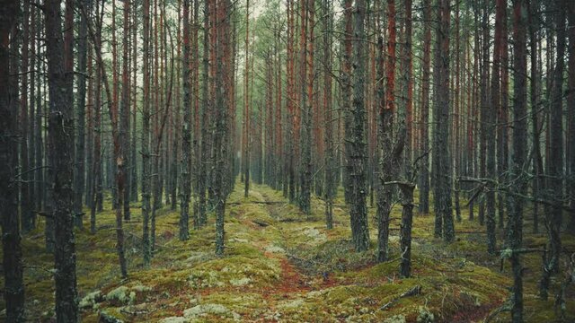 A dark, mysterious pine forest at the beginning of winter, with the first frost and snow at dusk or dawn. Green moss between trees. Typical forest in the Baltic dune zone. Latvia
