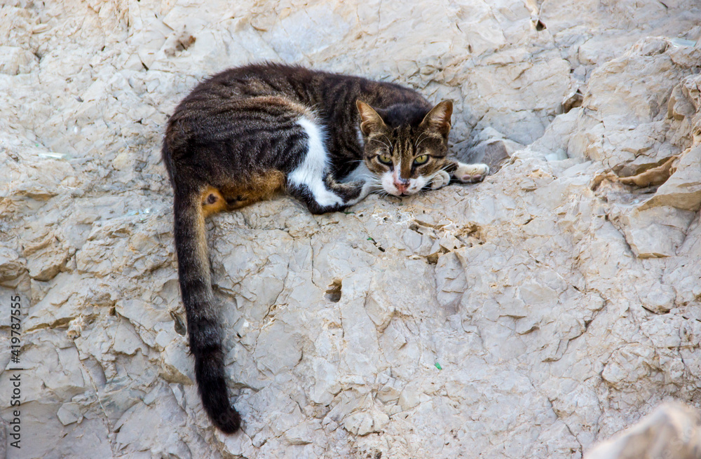 A wild cat lies on a stone.