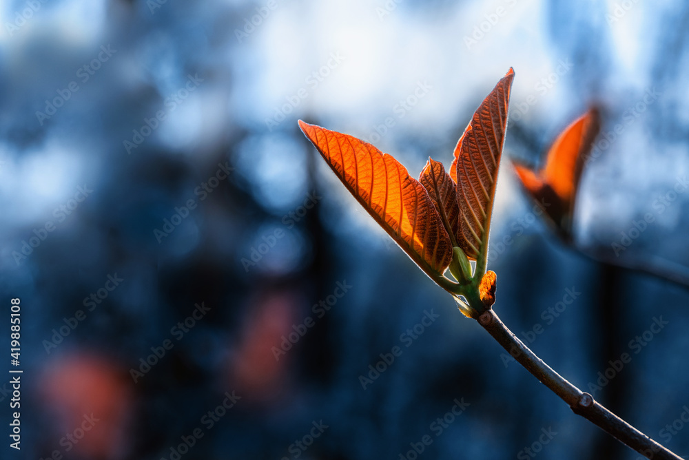 蓝色背景上美丽的橙红色叶子。冬季植物。深蓝色主题壁纸。