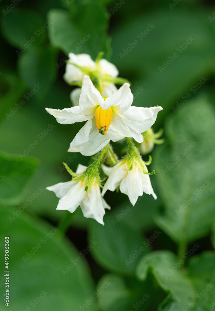 盛开的马铃薯植物的白色花朵。美丽的白、黄色块茎花在bl