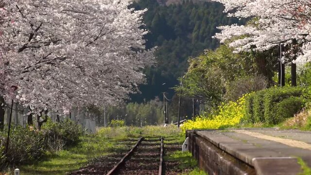 風にゆれる桜と無人駅　長陽駅