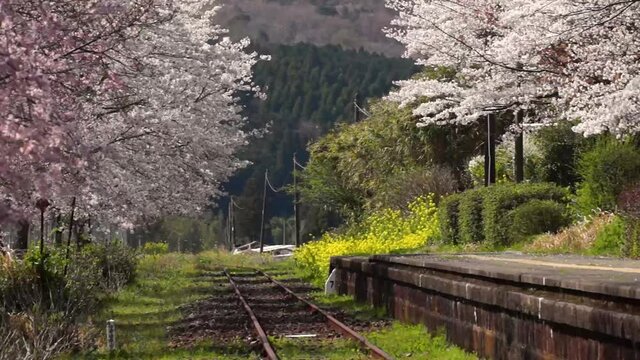 風にゆれる桜と無人駅　長陽駅
