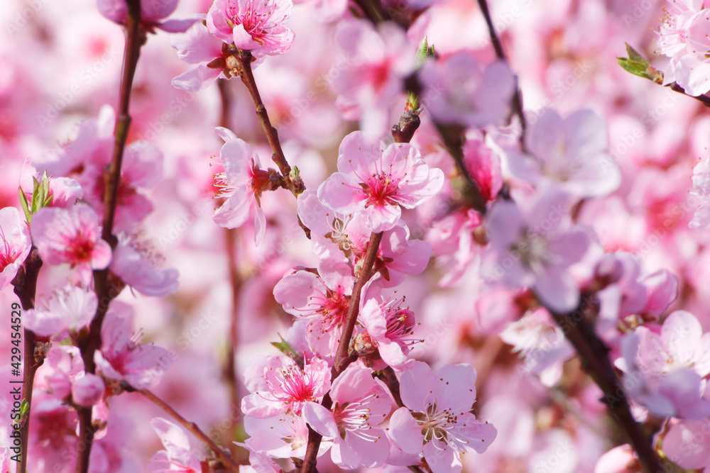 Beautiful Pink Peach Blossoms in a Garden