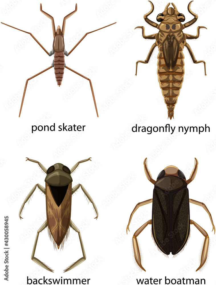 一组有名字的不同类型的虫子和甲虫