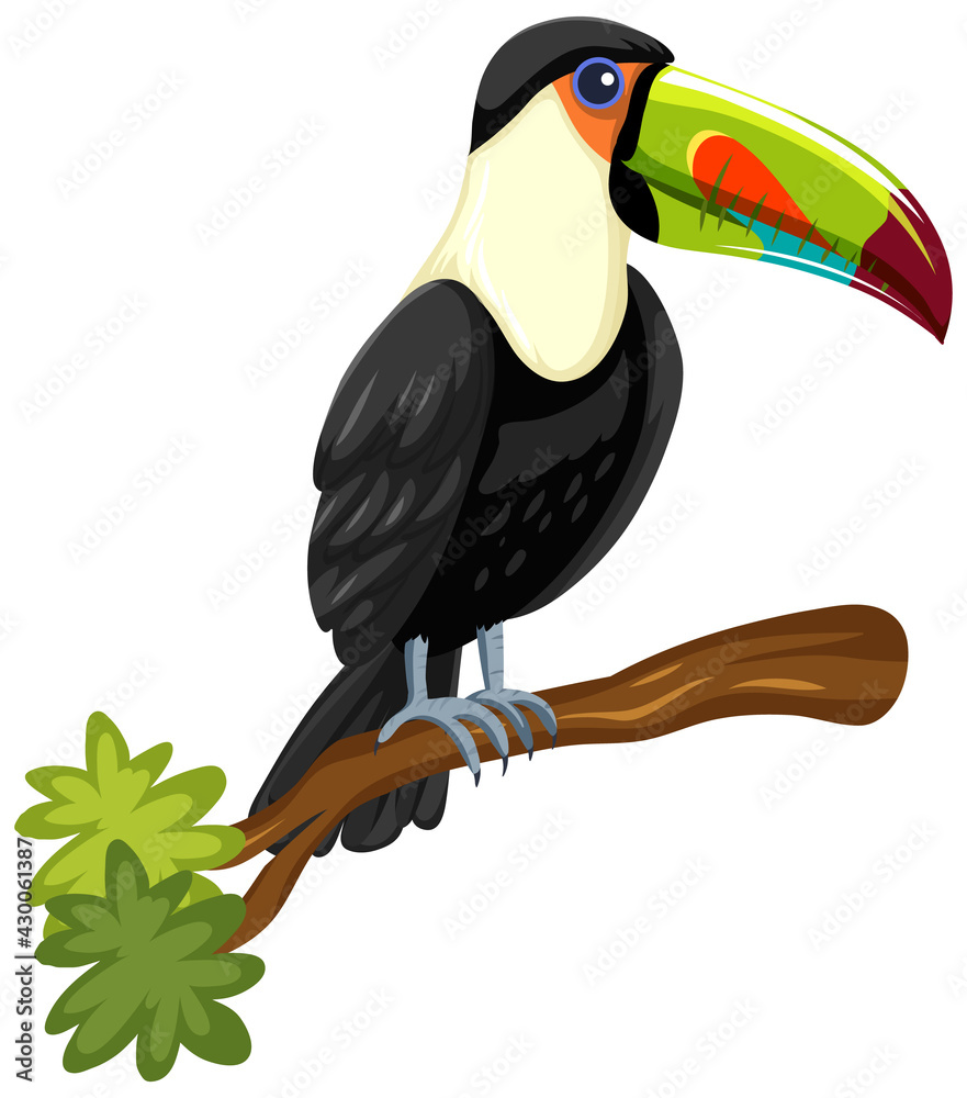 在白色背景下隔离的树枝上的Toucan鸟