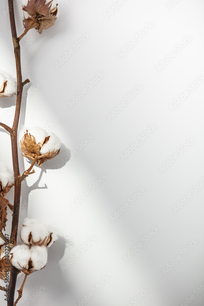 白色背景上的棉质树枝。精致的白色棉质花朵。浅色棉质背景，平躺。