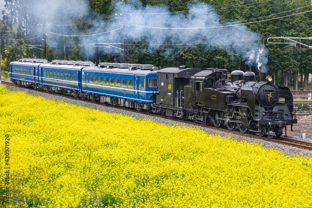満開の菜の花の横を走る蒸気機関車