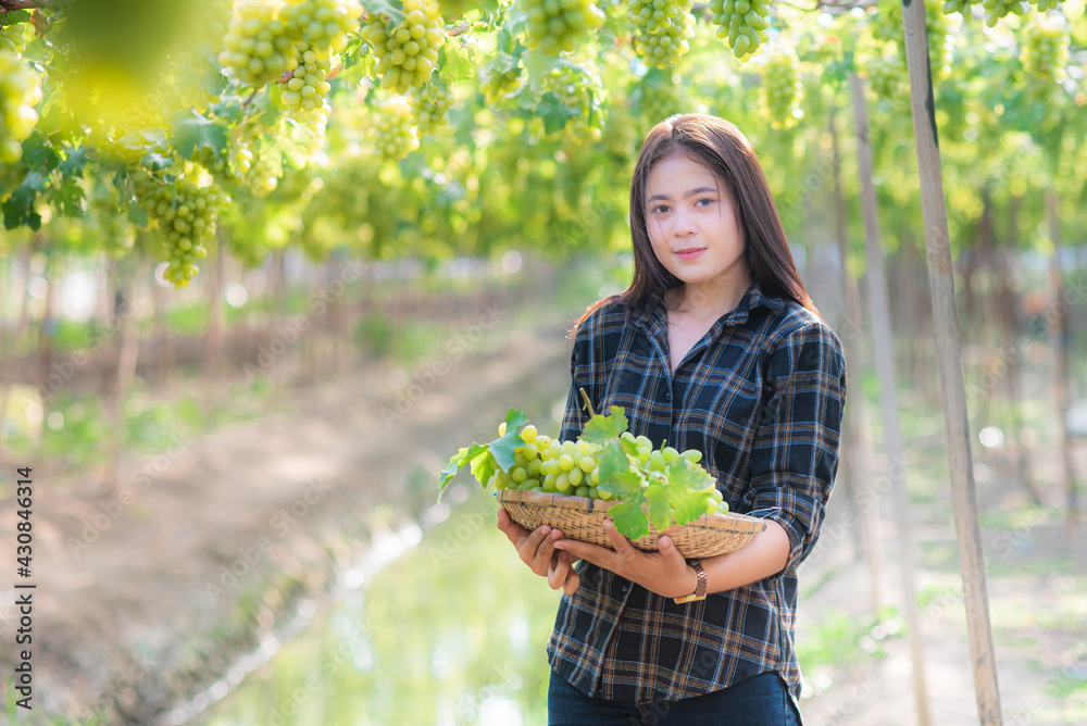 Portrait of happy young asian women farmer holding a basket of green grape in the vineyard. Green gr