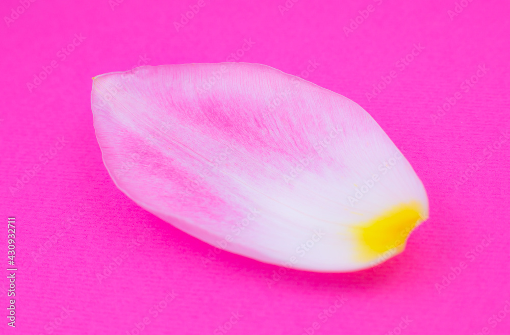 粉色背景上粉色郁金香的花瓣。极简主义，美丽的天然壁纸。Huma
