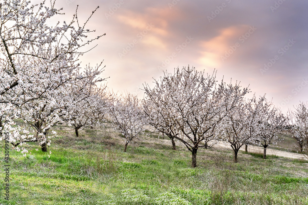 Beautiful blooming orchard at sunset. Spring background. Farming concept.