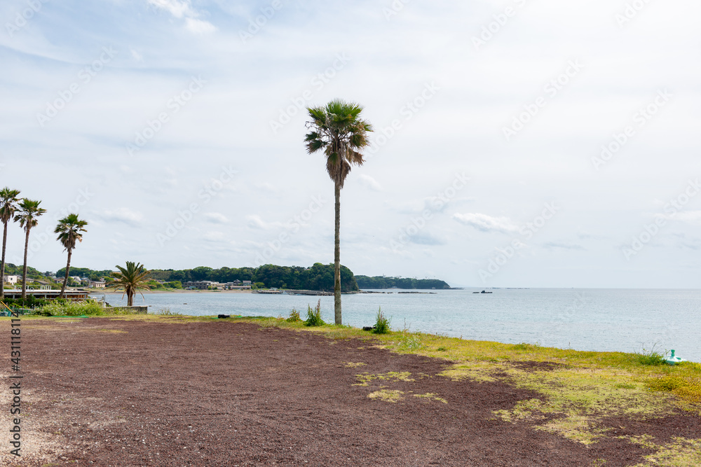 パームツリーと海　三浦半島（神奈川県三浦市）　三戸浜海岸の風景
