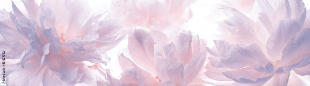 Blossoming delicate peony,pastel and soft background
