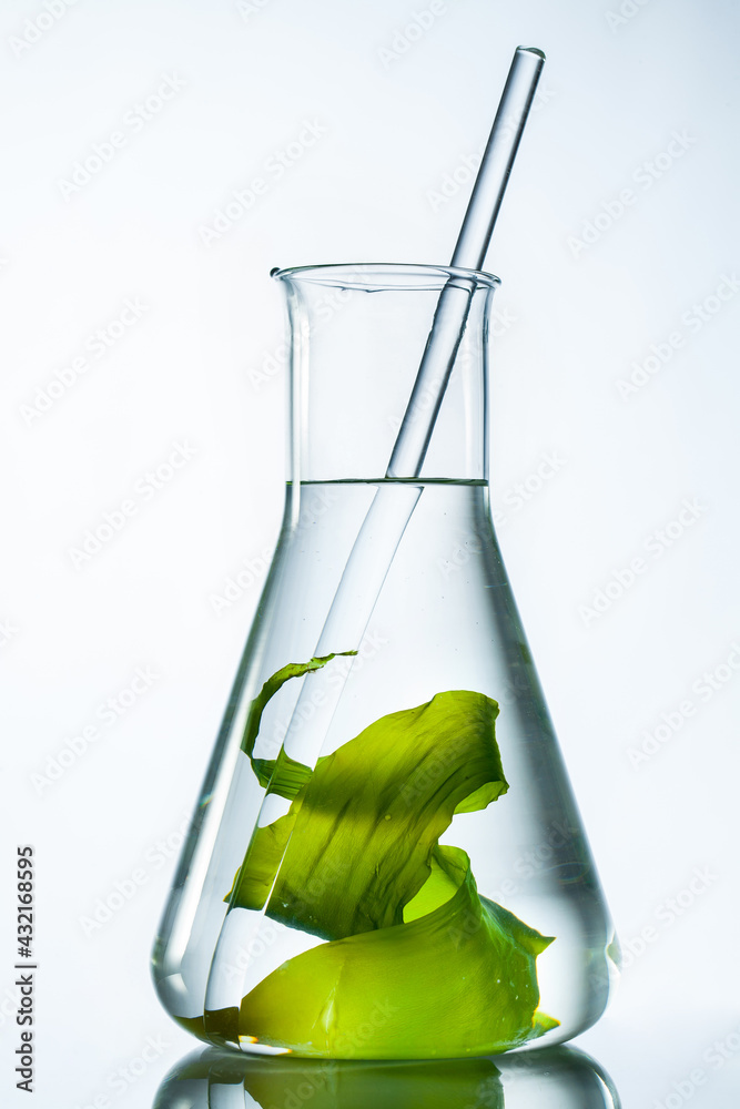 白色背景下，烧瓶中有玻璃棒的绿色海藻。
