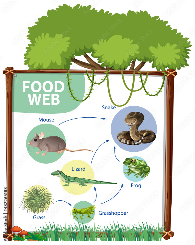 食物链图概念