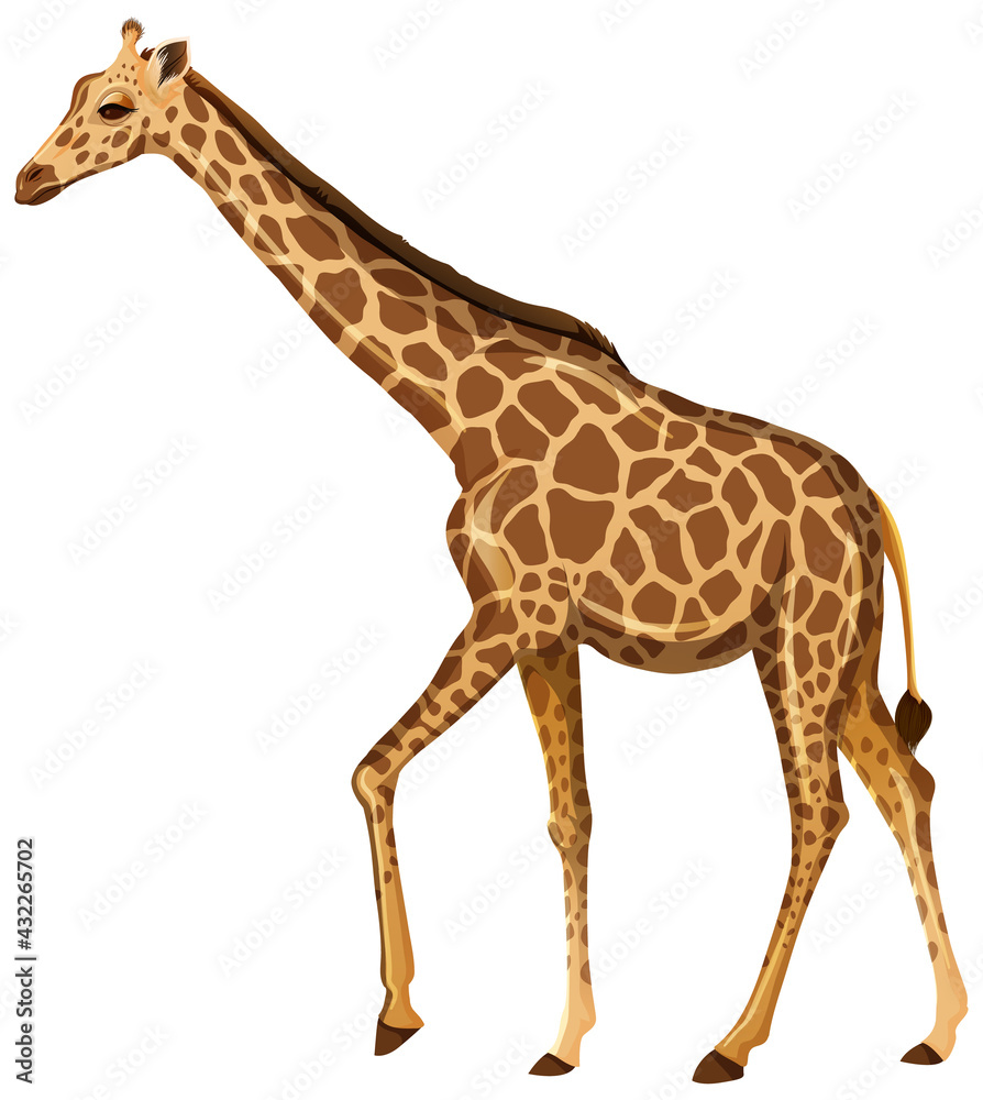 白色背景下站立的成年长颈鹿