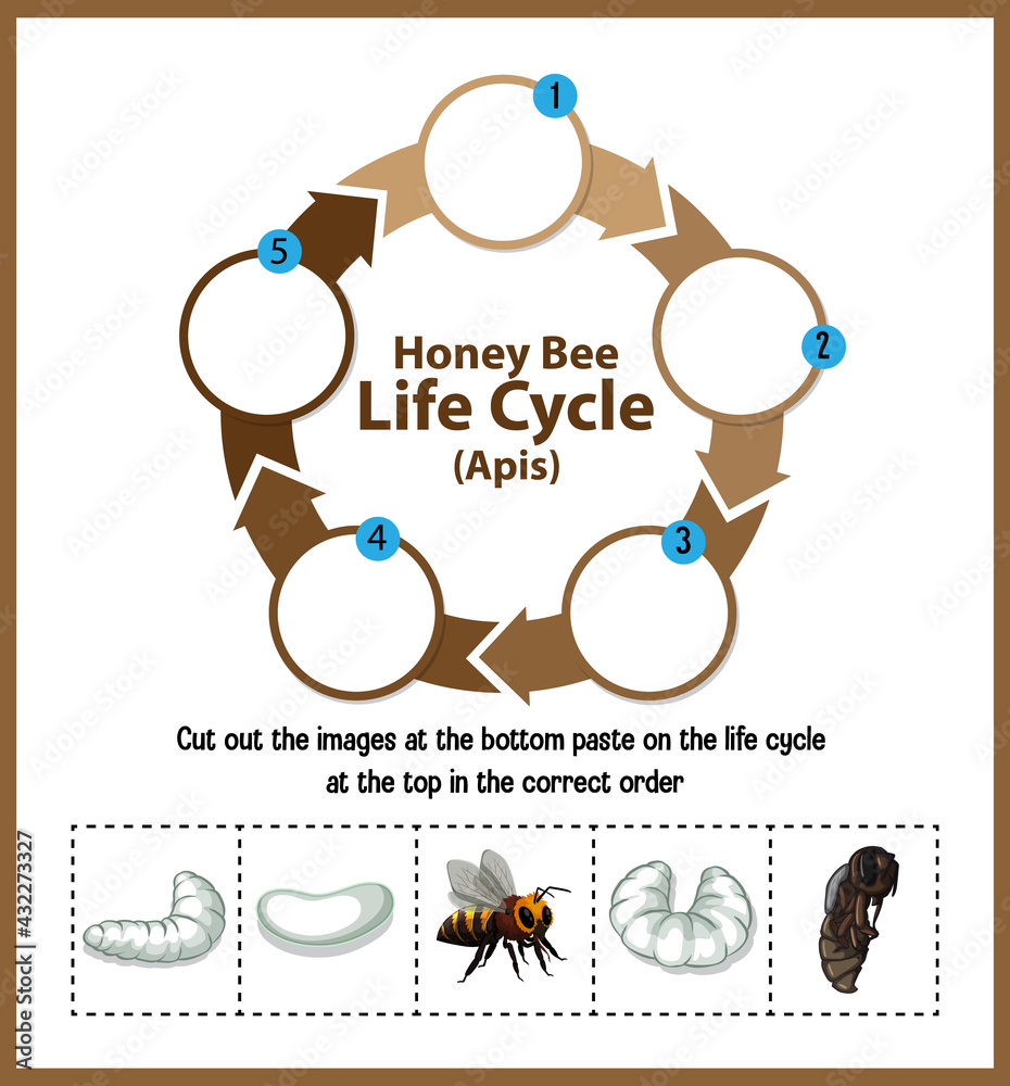 蜜蜂（Apis）生命周期图