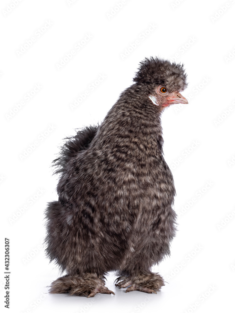 Fluffy cuckoo Silkie chicken, standing half side ways, looking to the side. Isolated on a white back